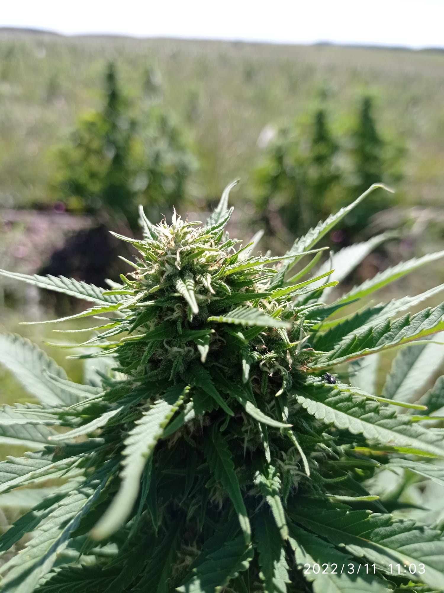 Organic CBD Flowers | CBD 18% | Fenoqueen | Uruguay - CBD & Hemp Products | Hemp Trade Market